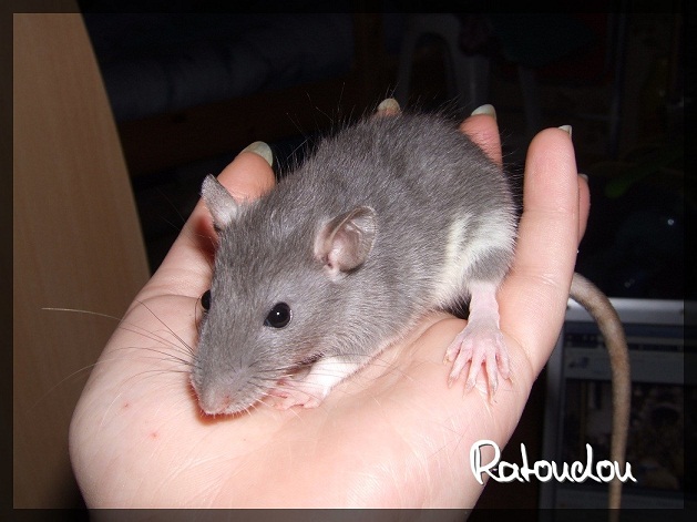 Evolution des ratons Dscf0414