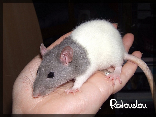 Evolution des ratons Dscf0430