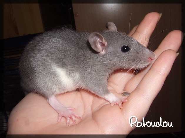 Evolution des ratons Dscf0431