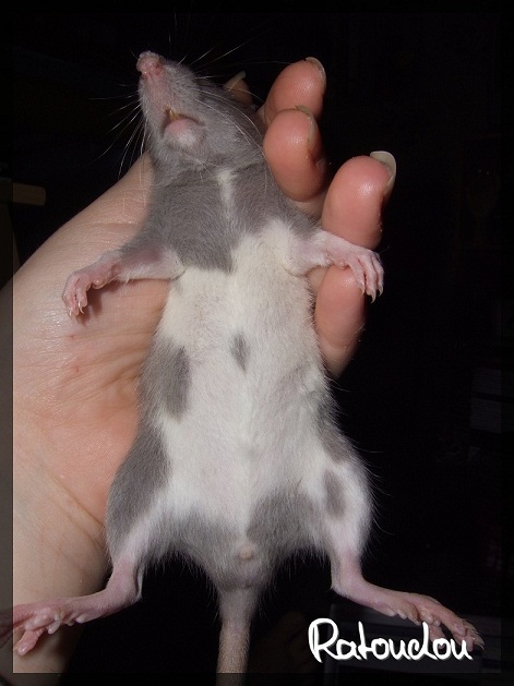 Evolution des ratons Dscf0432