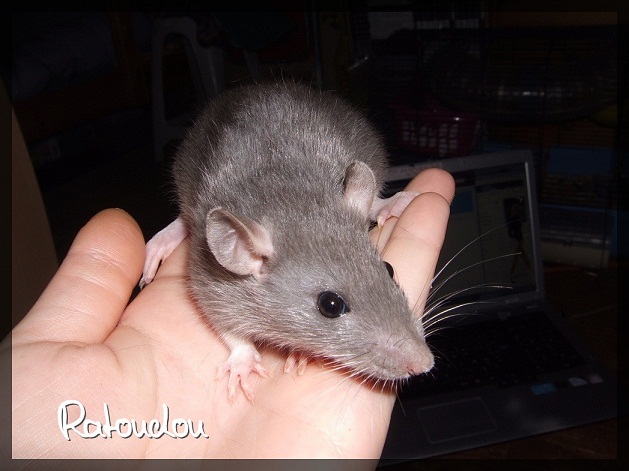 Evolution des ratons Dscf0511