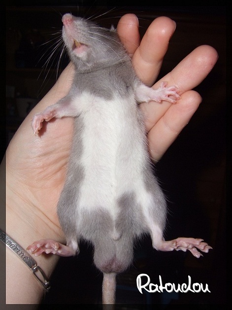 Evolution des ratons Dscf1021