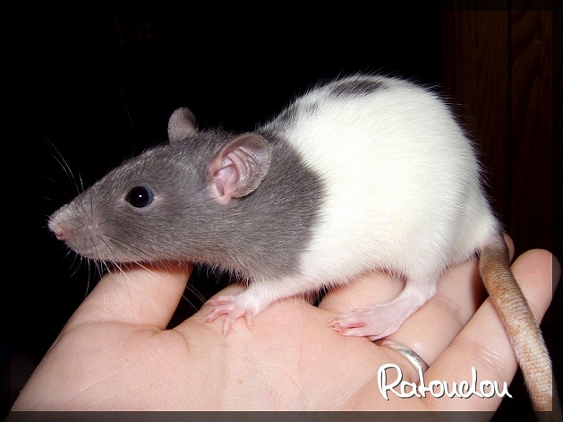 Evolution des ratons Dscf1112