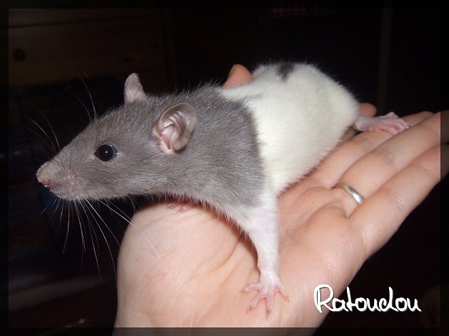 Evolution des ratons Dscf1124