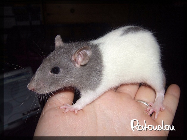 Evolution des ratons Dscf1126