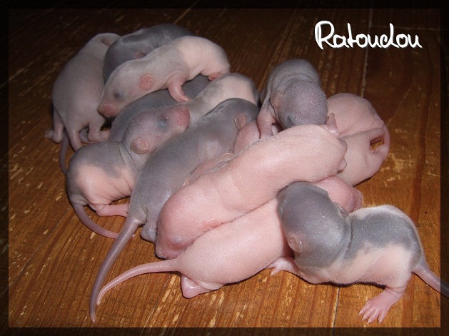 Evolution des ratons Dscf1428