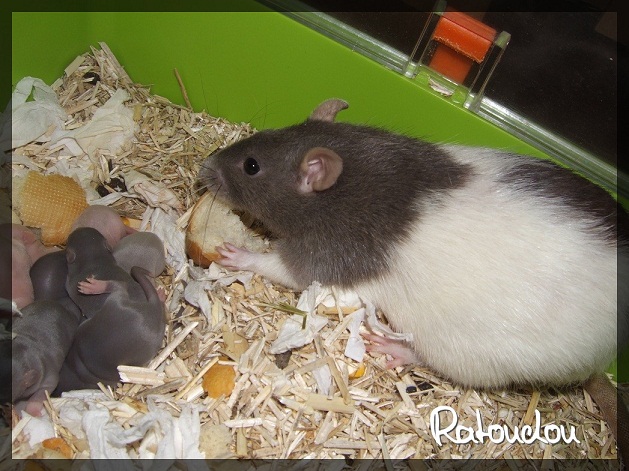 Evolution des ratons Dscf1622