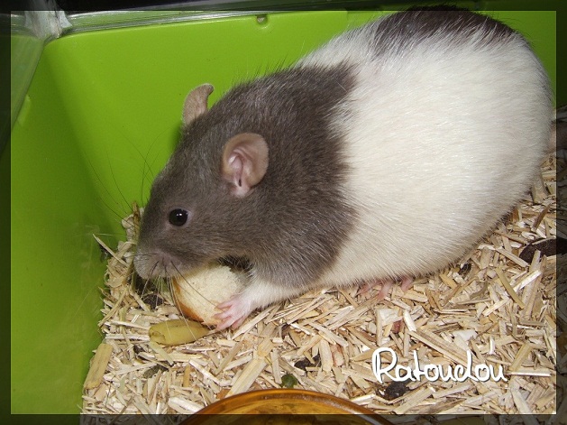 Evolution des ratons Dscf1623
