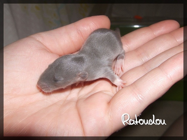 Evolution des ratons Dscf1726
