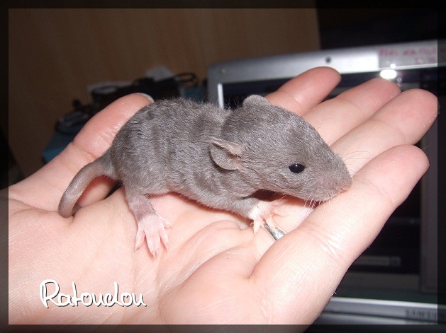 Evolution des ratons Dscf1911