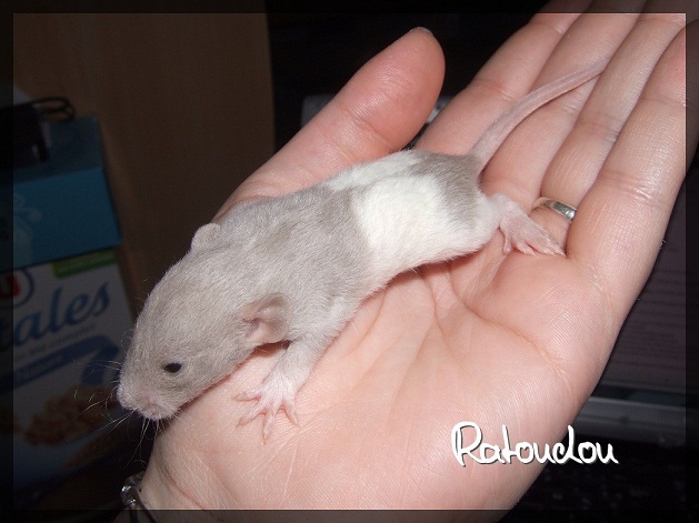 Evolution des ratons Dscf1919