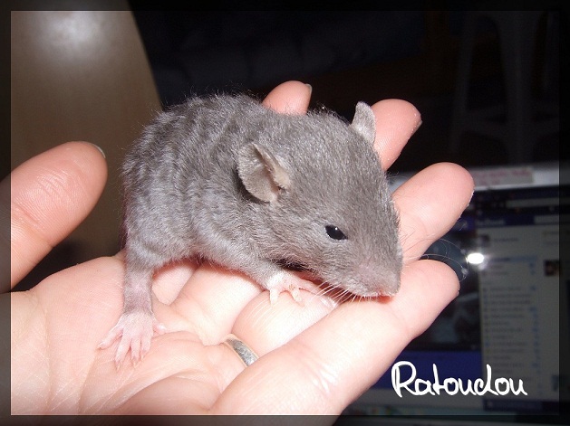 Evolution des ratons Dscf2123