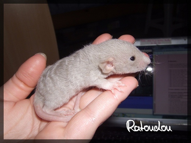 Evolution des ratons Dscf2124