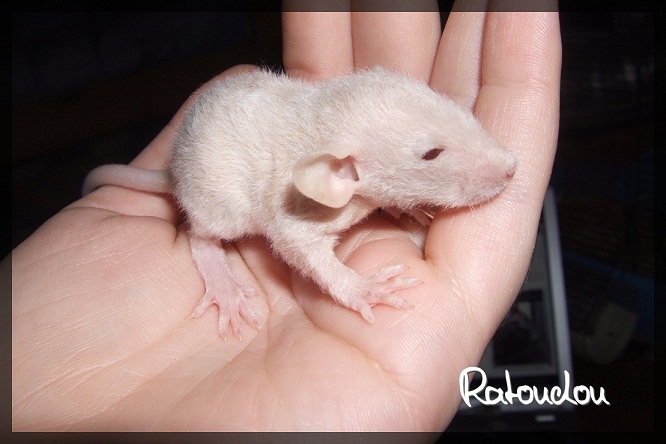 Evolution des ratons Dscf2213