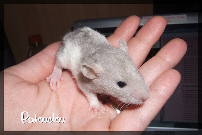 Evolution des ratons Dscf2219