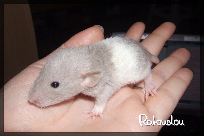 Evolution des ratons Dscf2315