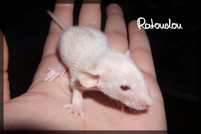 Evolution des ratons Dscf2320