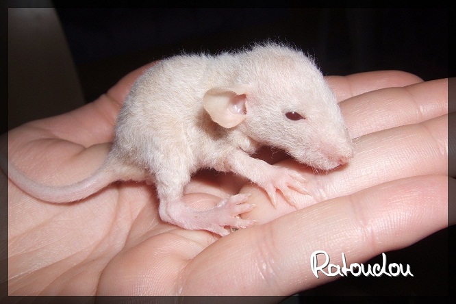 Evolution des ratons Dscf2322