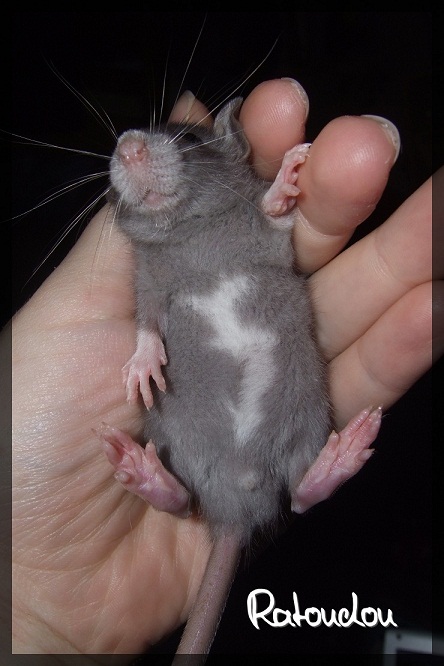 Evolution des ratons Dscf2512