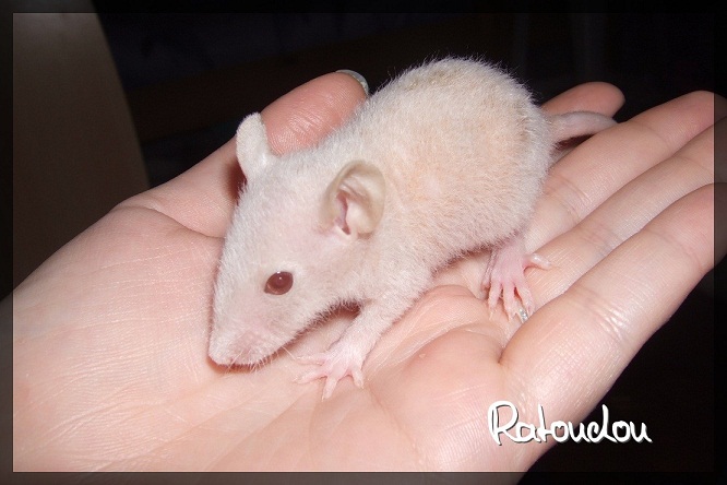 Evolution des ratons Dscf2523