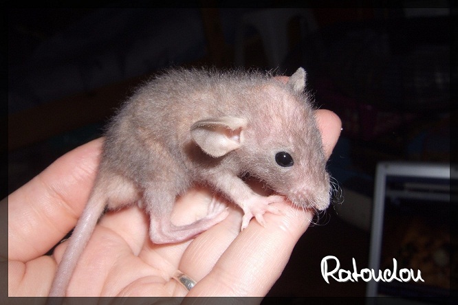 Evolution des ratons Dscf2623