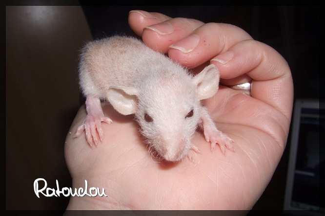 Evolution des ratons Dscf2712
