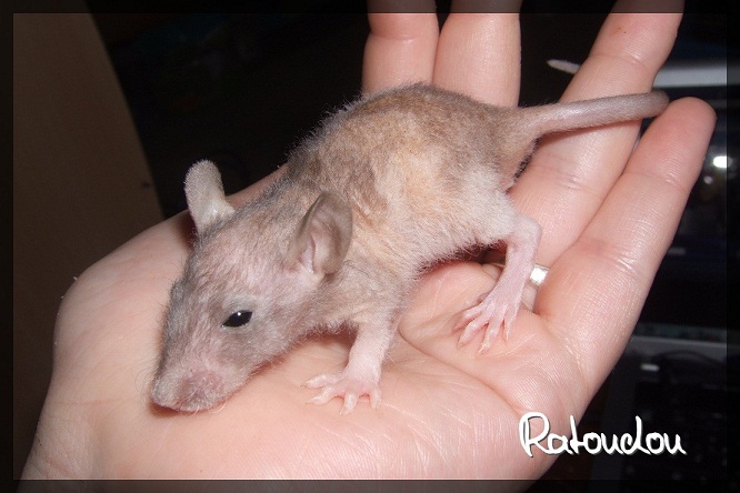 Evolution des ratons Dscf2715