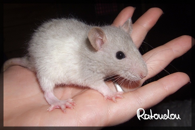 Evolution des ratons Dscf3033