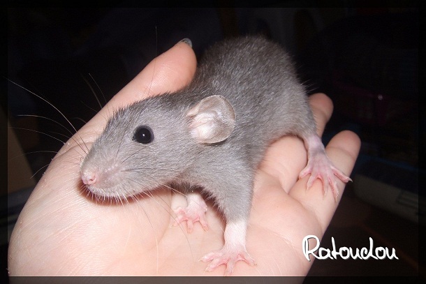 Evolution des ratons Dscf3241