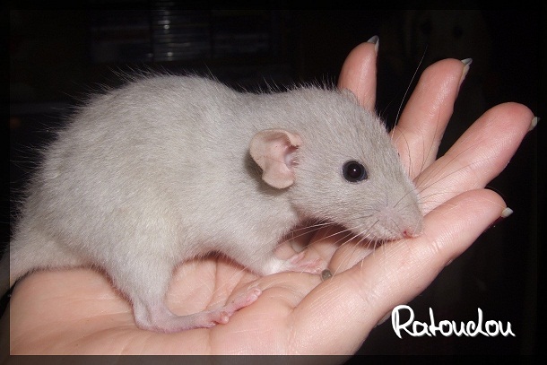 Evolution des ratons Dscf3948