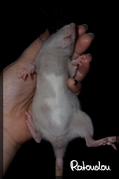 Evolution des ratons Dscf3952