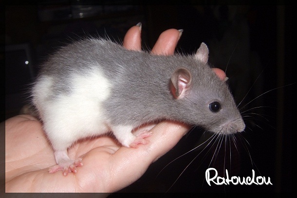 Evolution des ratons Dscf3956