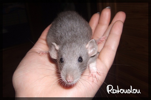 Evolution des ratons Dscf3958