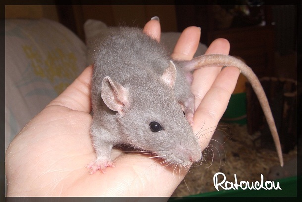 Evolution des ratons Dscf4017