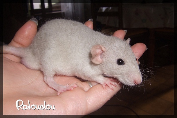 Evolution des ratons Dscf4118