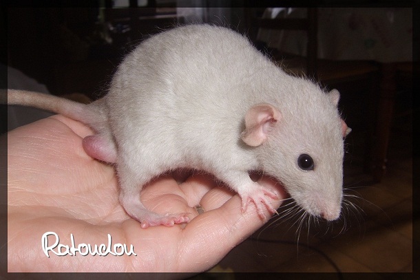 Evolution des ratons Dscf4119