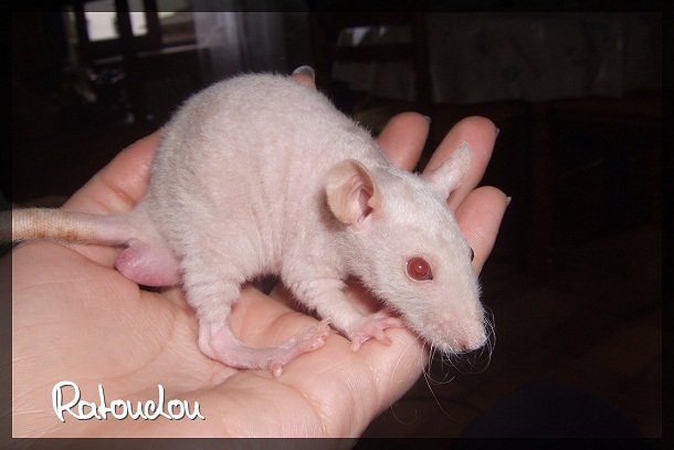 Evolution des ratons Dscf4134