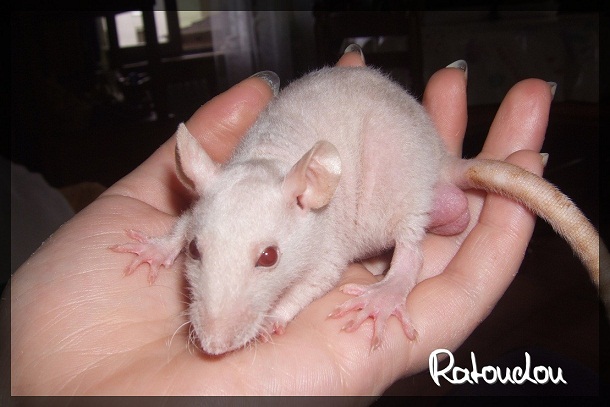 Evolution des ratons Dscf4135