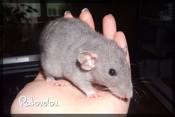 Evolution des ratons Dscf4246