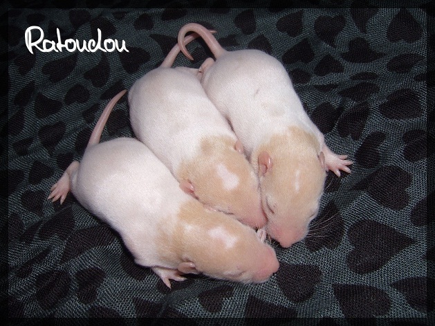 Evolution des ratons Dscf4510