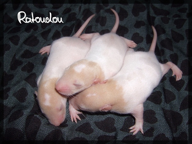 Evolution des ratons Dscf4511