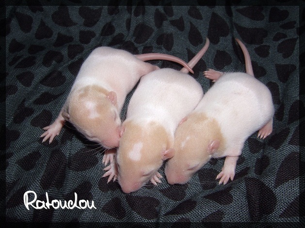 Evolution des ratons Dscf4512