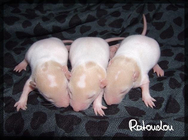 Evolution des ratons Dscf4513