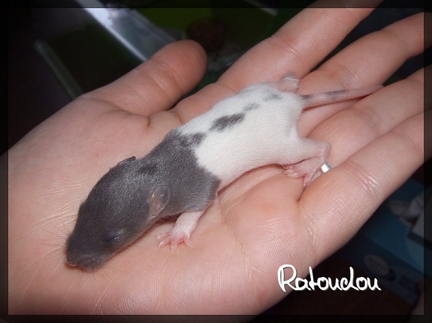 Evolution des ratons Dscf5225