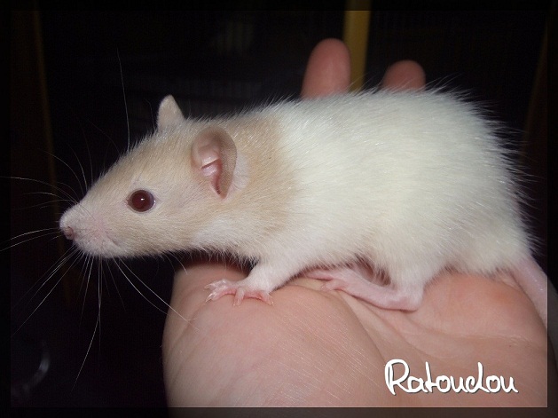 Evolution des ratons Dscf7022