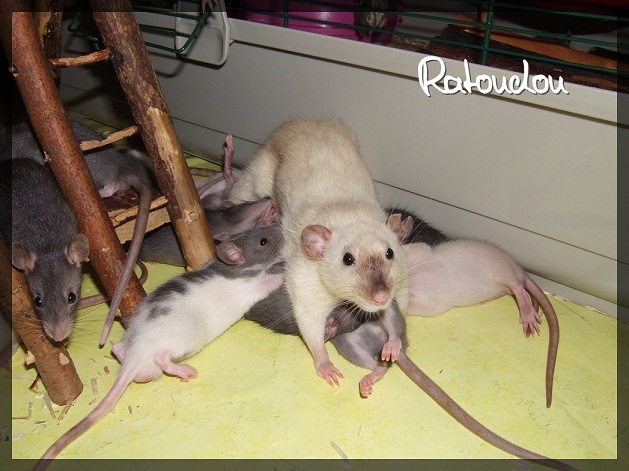 Evolution des ratons Dscf9211