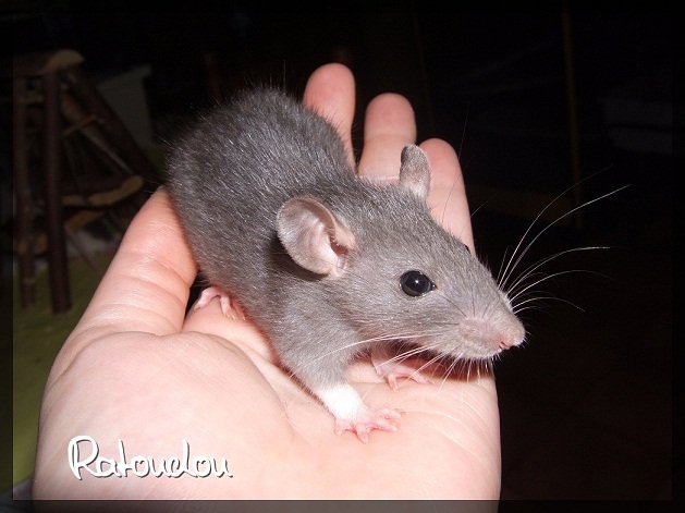 Evolution des ratons Dscf9221