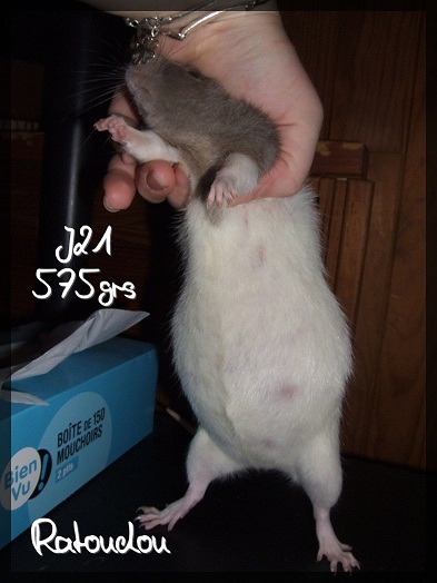 Evolution des ratons Dscf9712