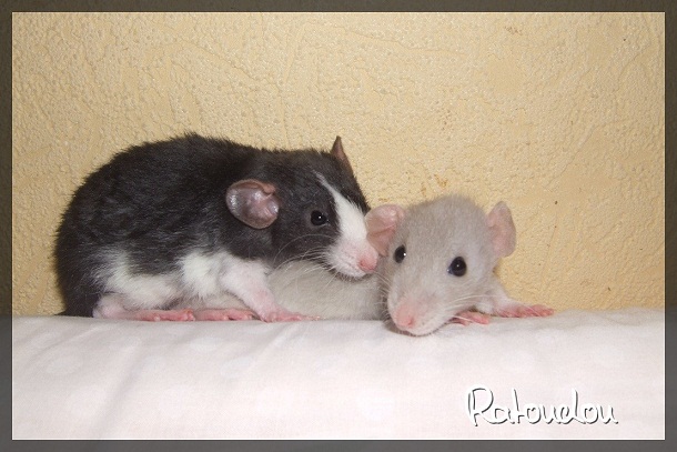 Evolution des ratons Edscf411