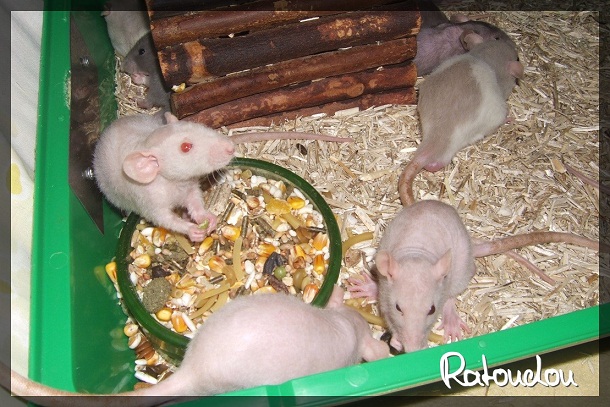 Evolution des ratons Edscf415